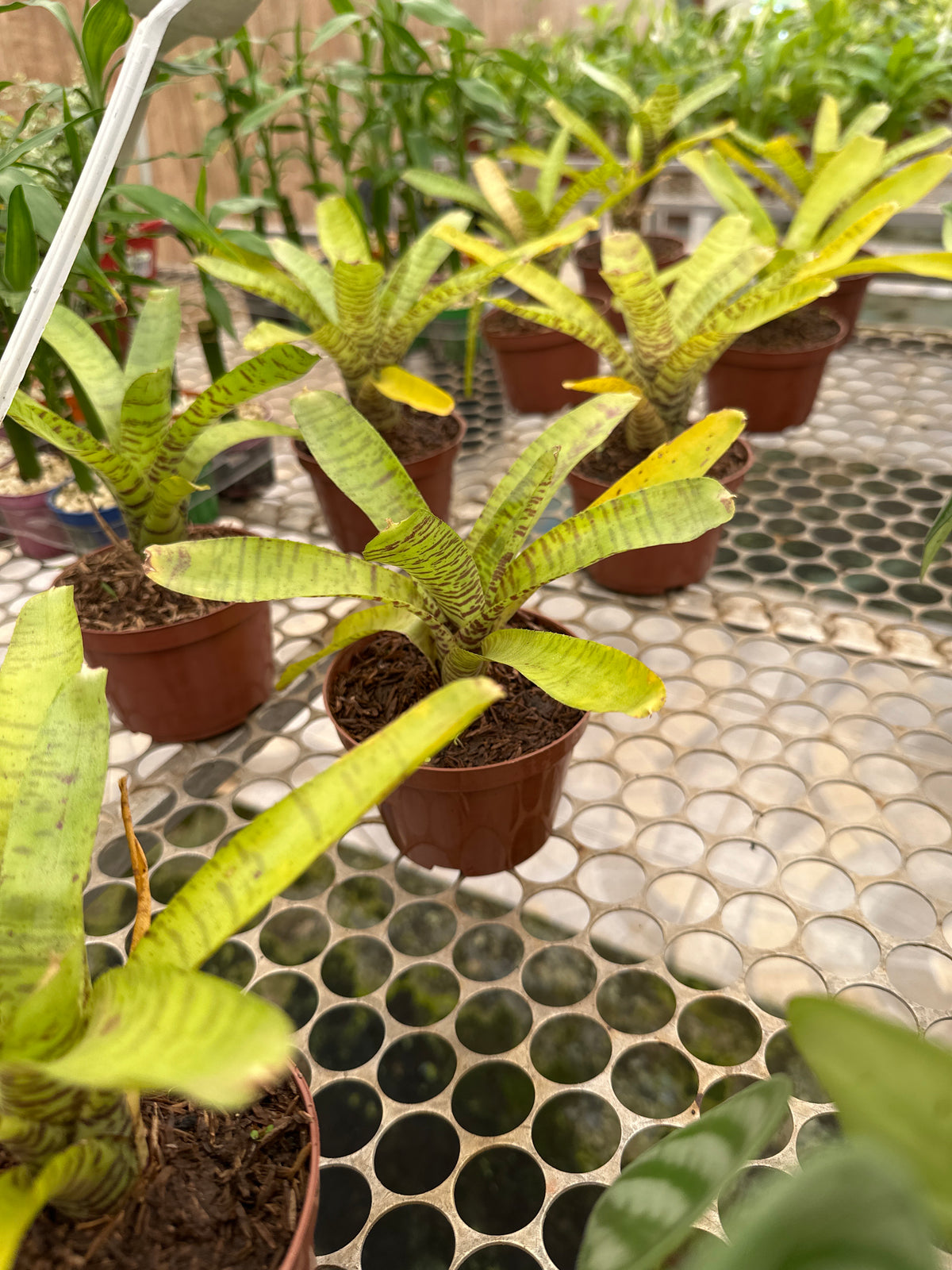 Bromélia neoregelia ampullacea