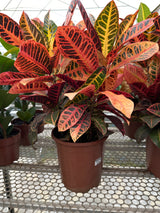 Croton PT 24 M