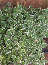 Hortelã variegato (saquinho)