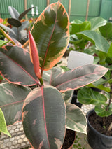 Ficus elastico ruby PT 17