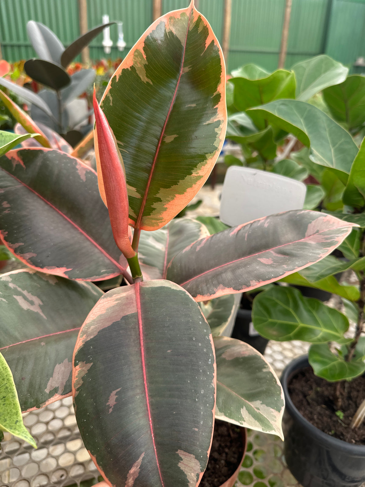 Ficus elastico ruby PT 17