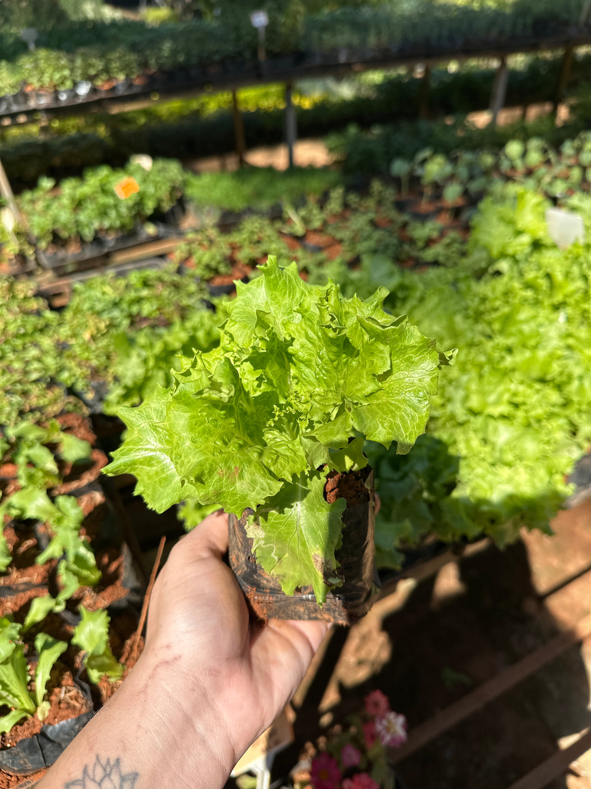 Alface variada (saquinho)