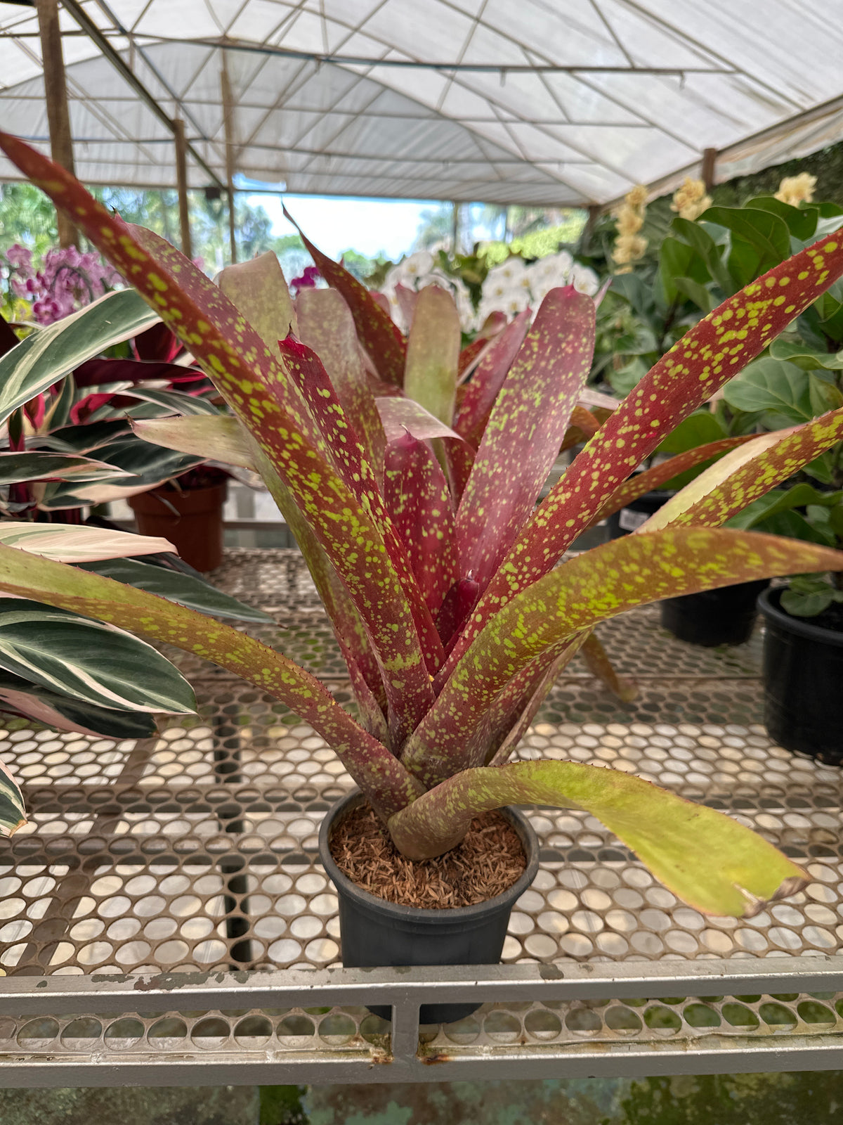 Bromélia Billbergia Morada