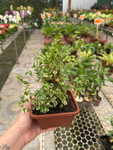 Unha de Gato Variegata (Hera)