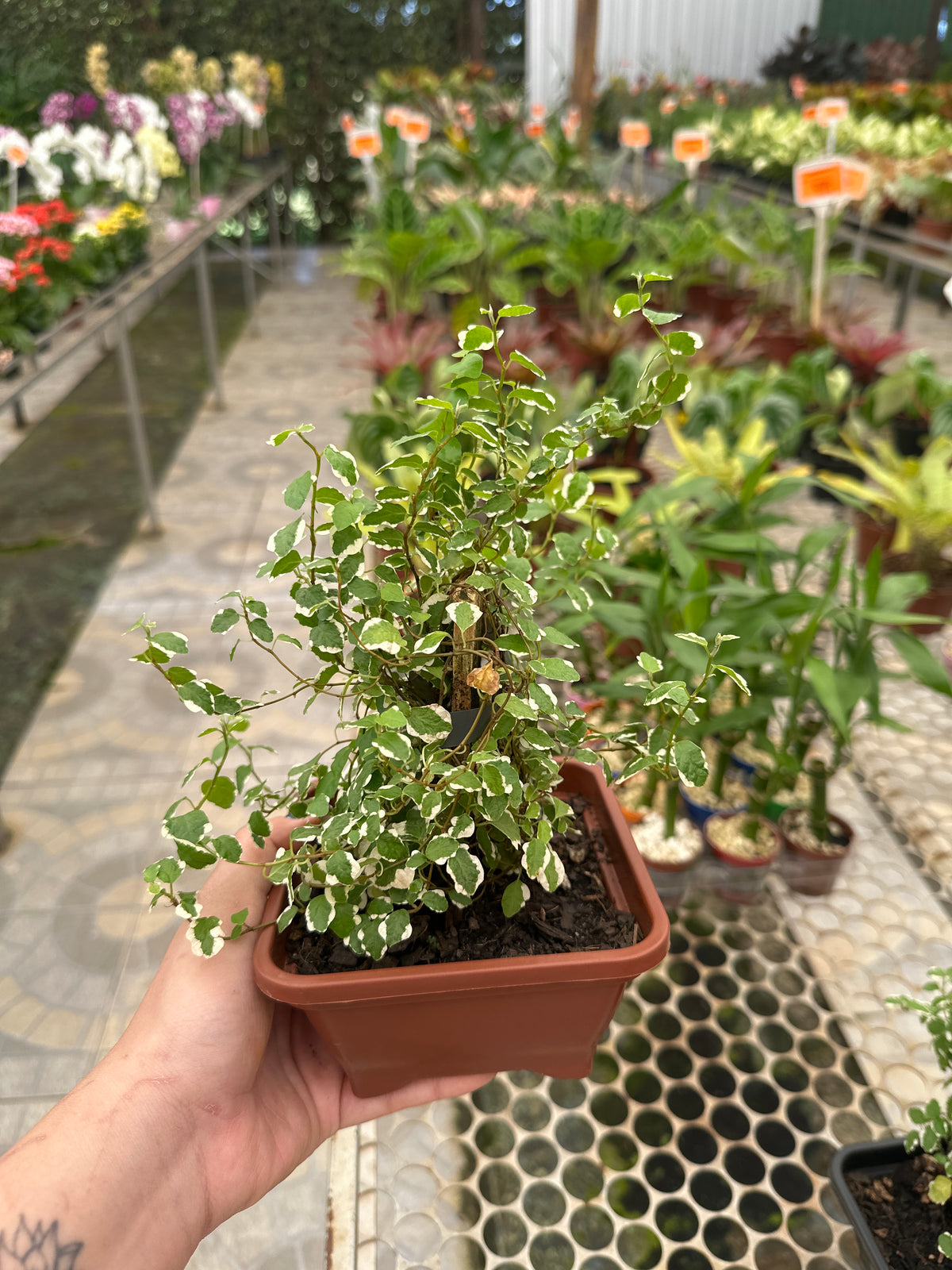 Unha de Gato Variegata (Hera)