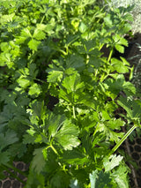 Salsão PT 15