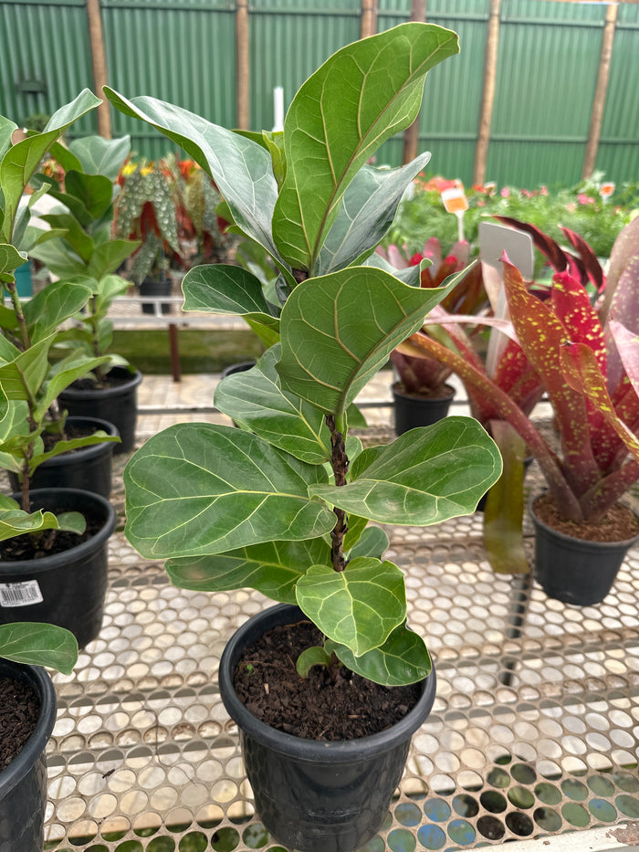 Ficus lirata bambino PT 14