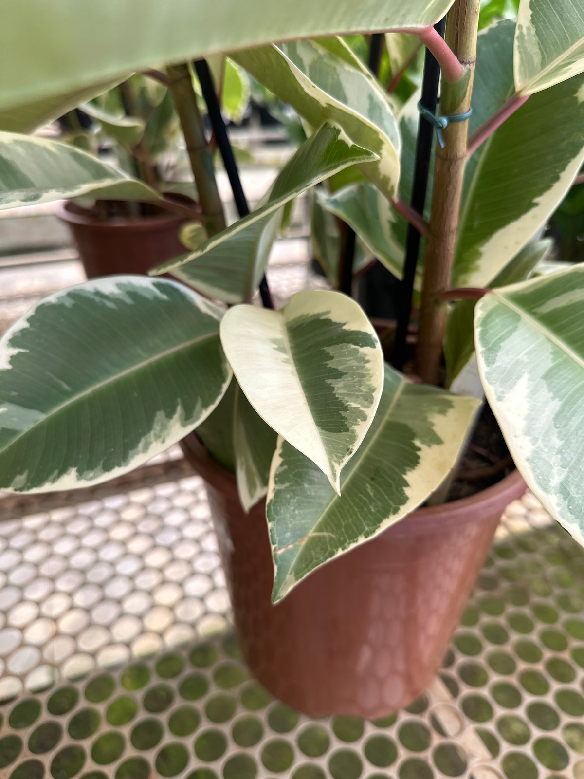 Ficus elastico tineke PT 24