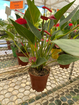 Anturio mini PT 09
