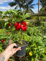 Pimenta PT 15