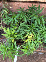 Crajiru (saquinho)