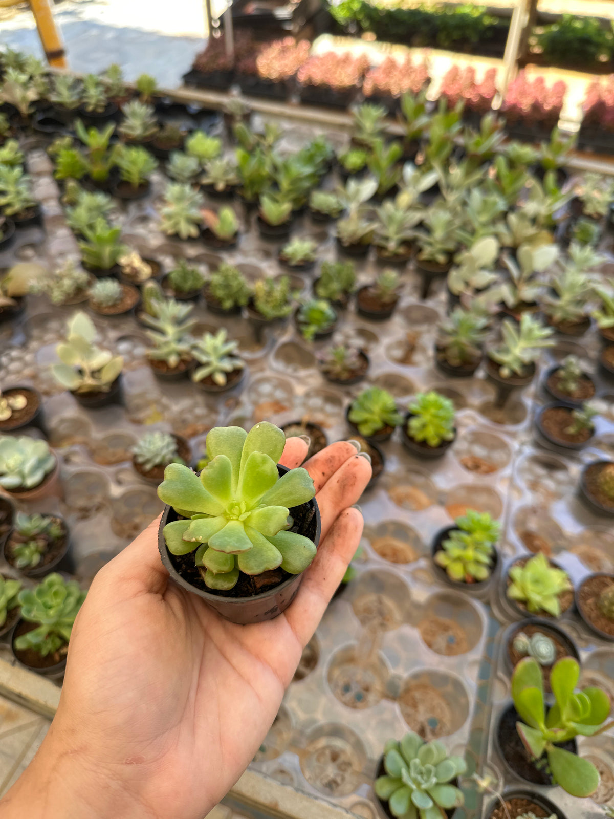 Suculenta PT 06