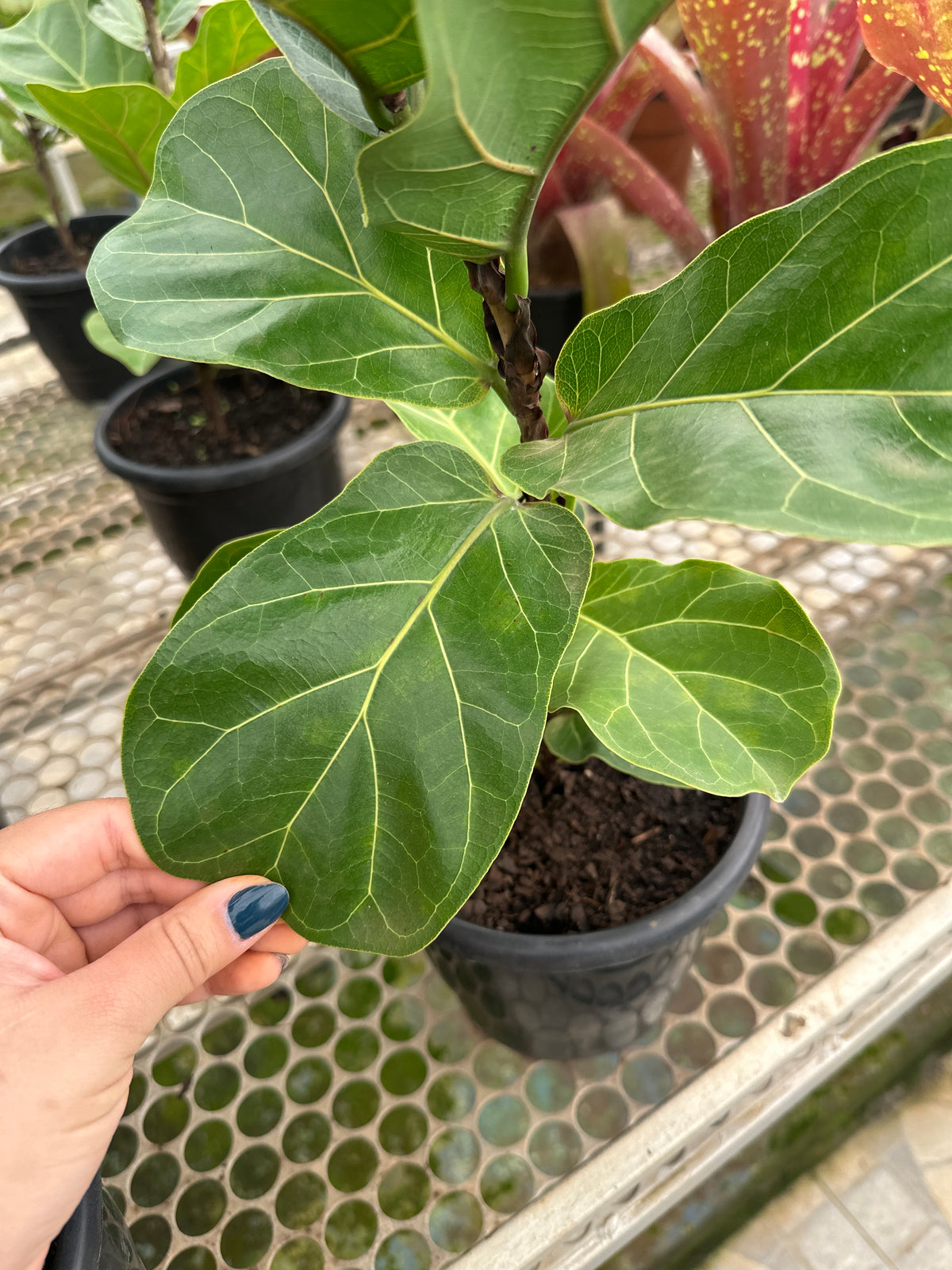 Ficus lirata bambino PT 14