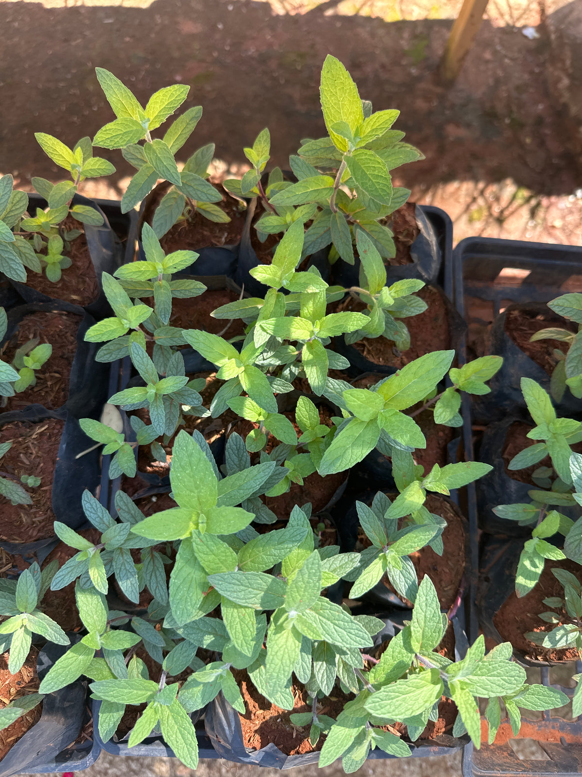 Menta (saquinho)