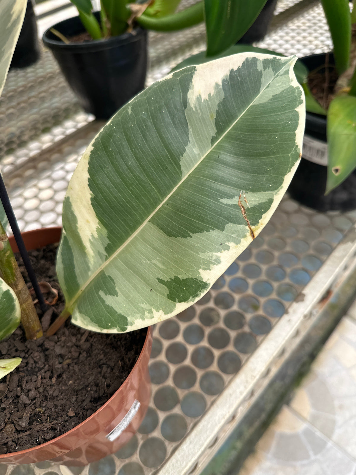 Ficus elastico tineke PT 17