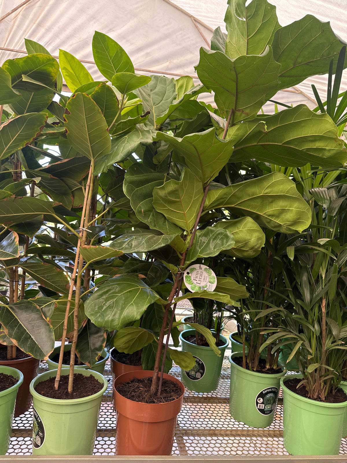 Ficus lirata PT 24