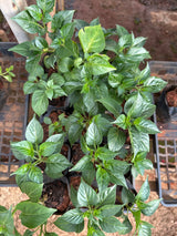 Pimenta (saquinho)