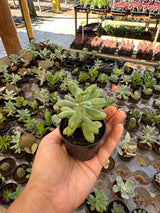 Suculenta PT 06