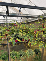 Abutilon C 21