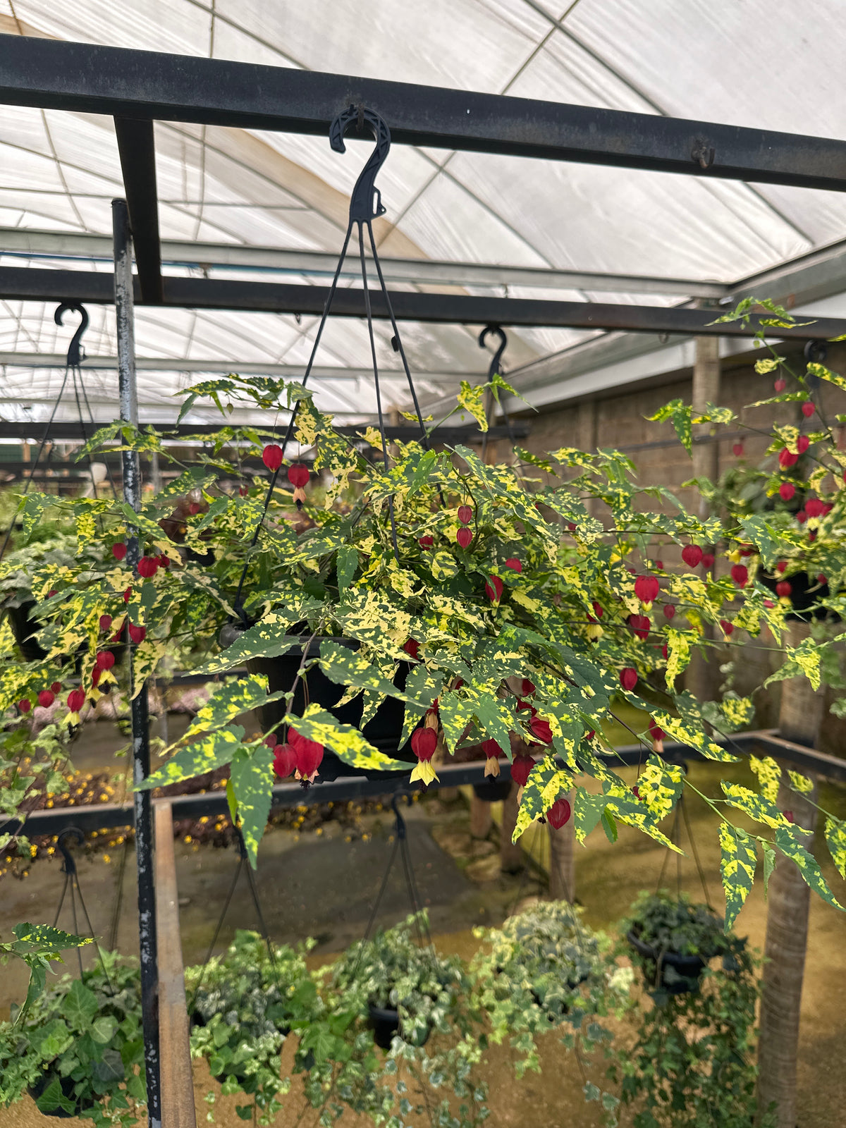 Abutilon C 21