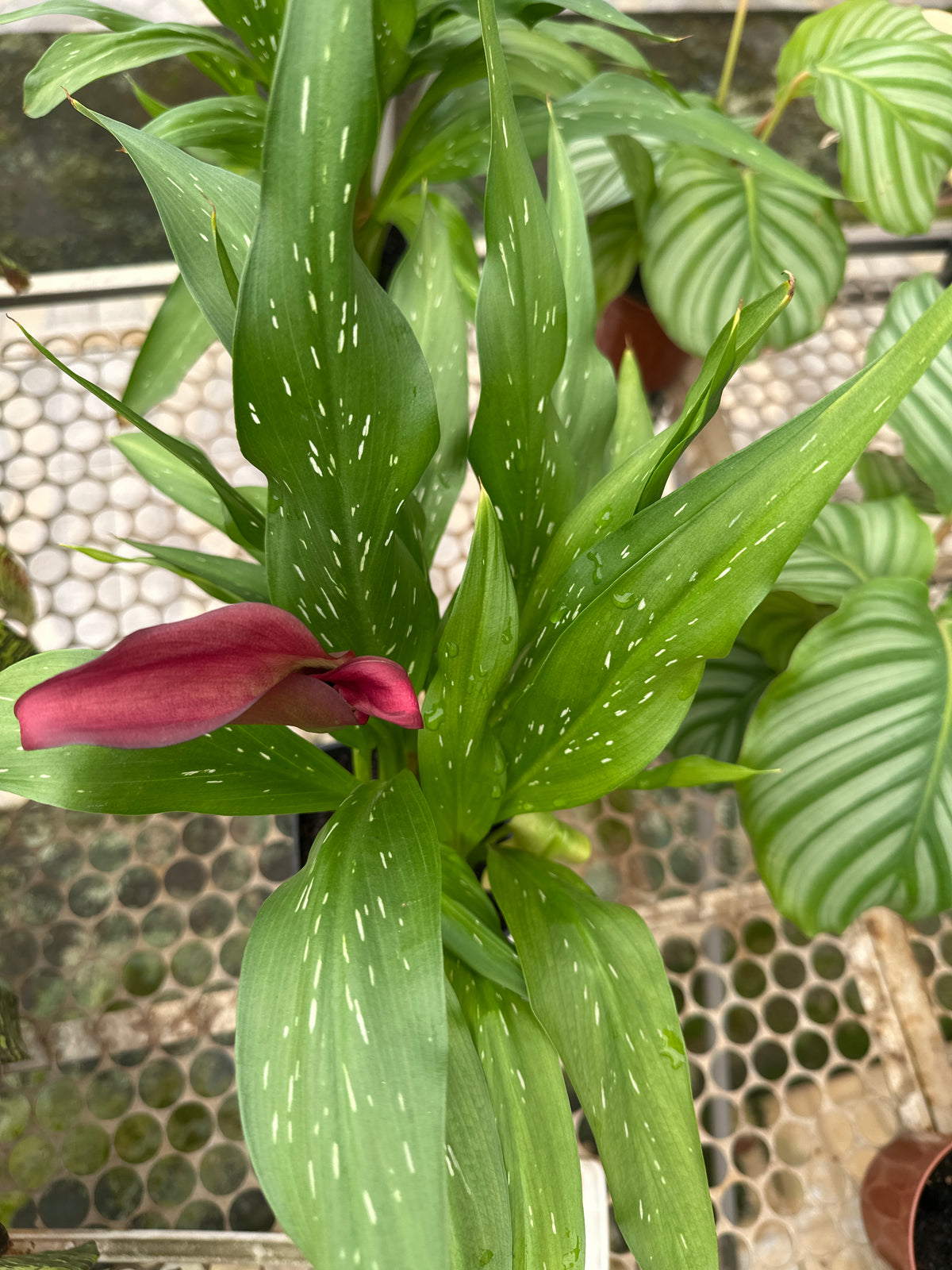 Calla PT 14