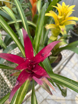 Bromélia guzmania ametista