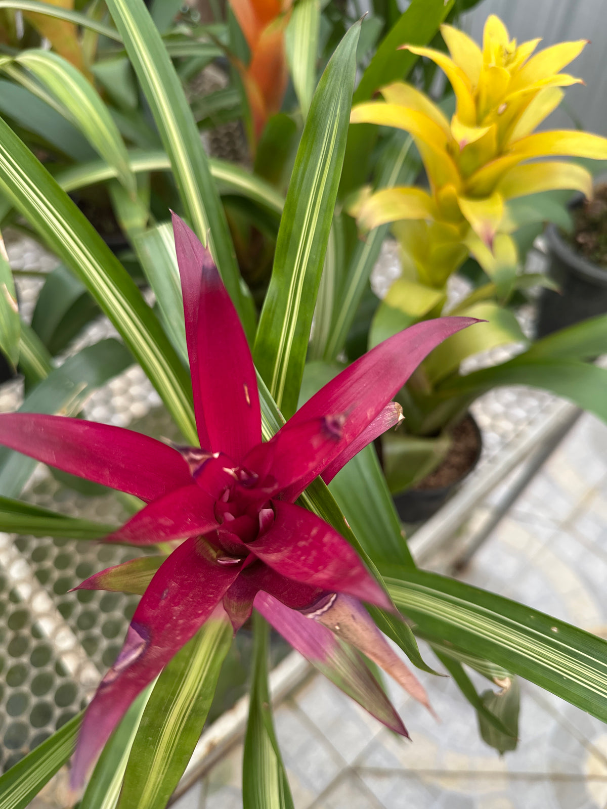 Bromélia guzmania ametista