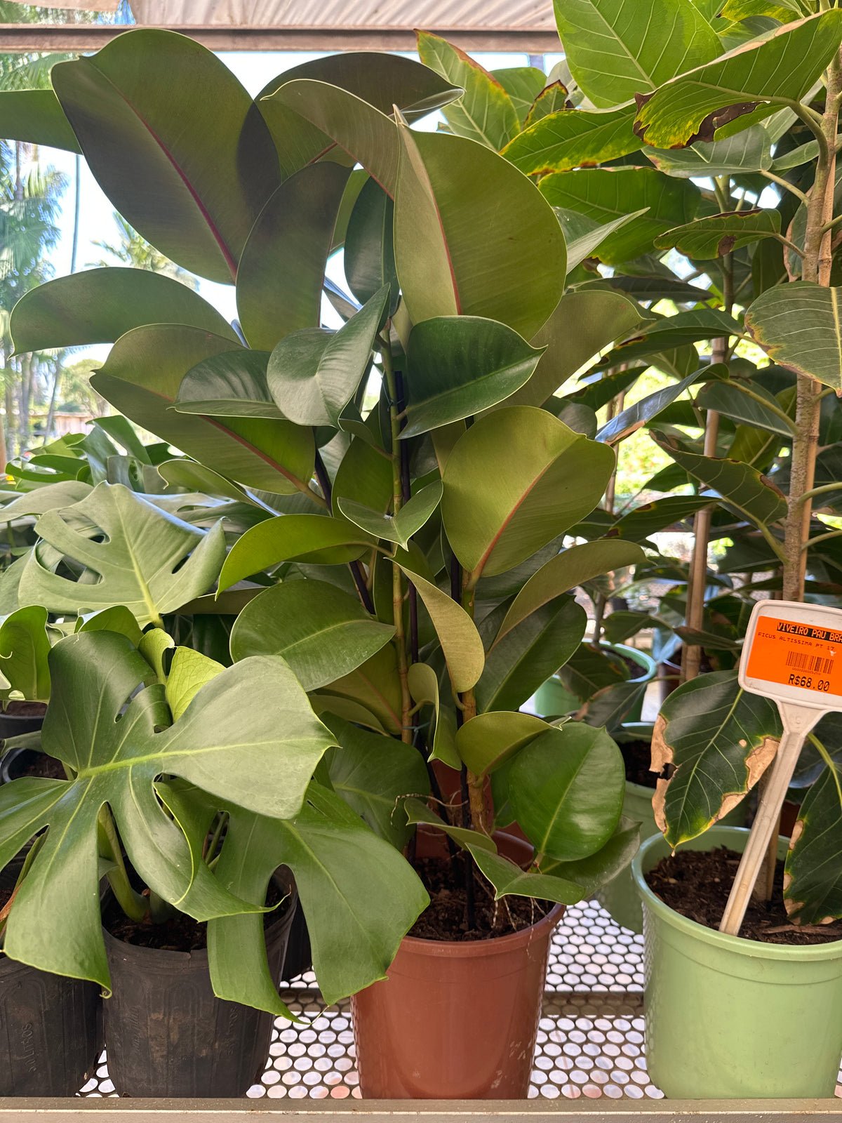 Ficus elastico cloe PT 24