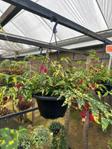 Abutilon C 21