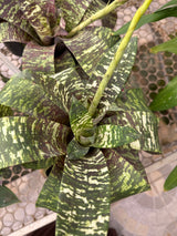 Bromélia vrisea gruberii