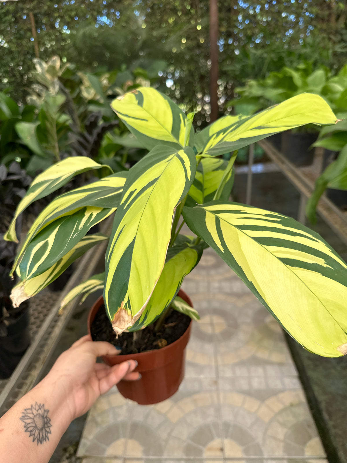Maranta Variada PT 17