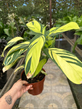 Maranta Variada PT 17