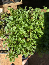 Agrião (saquinho)