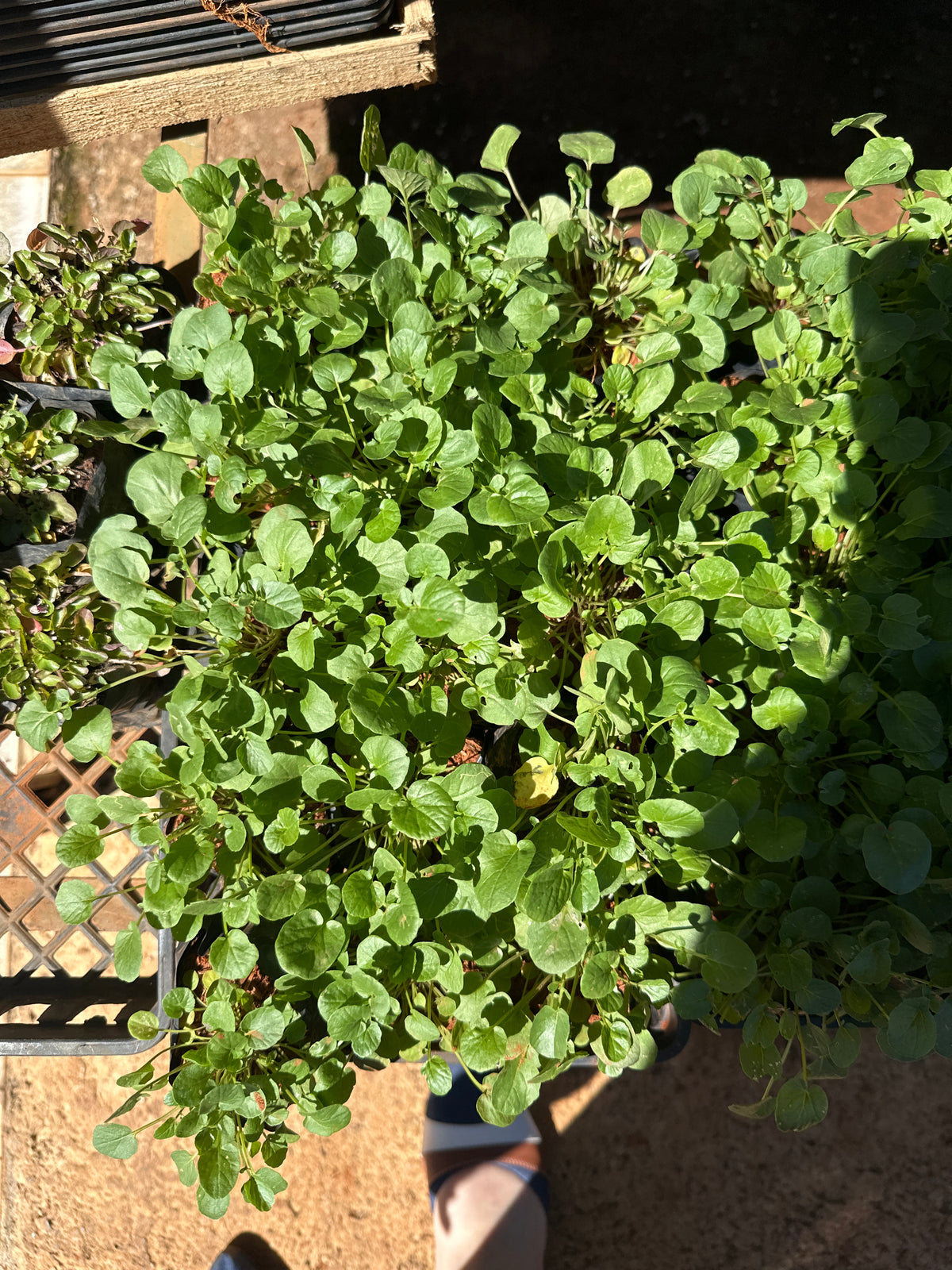 Agrião (saquinho)