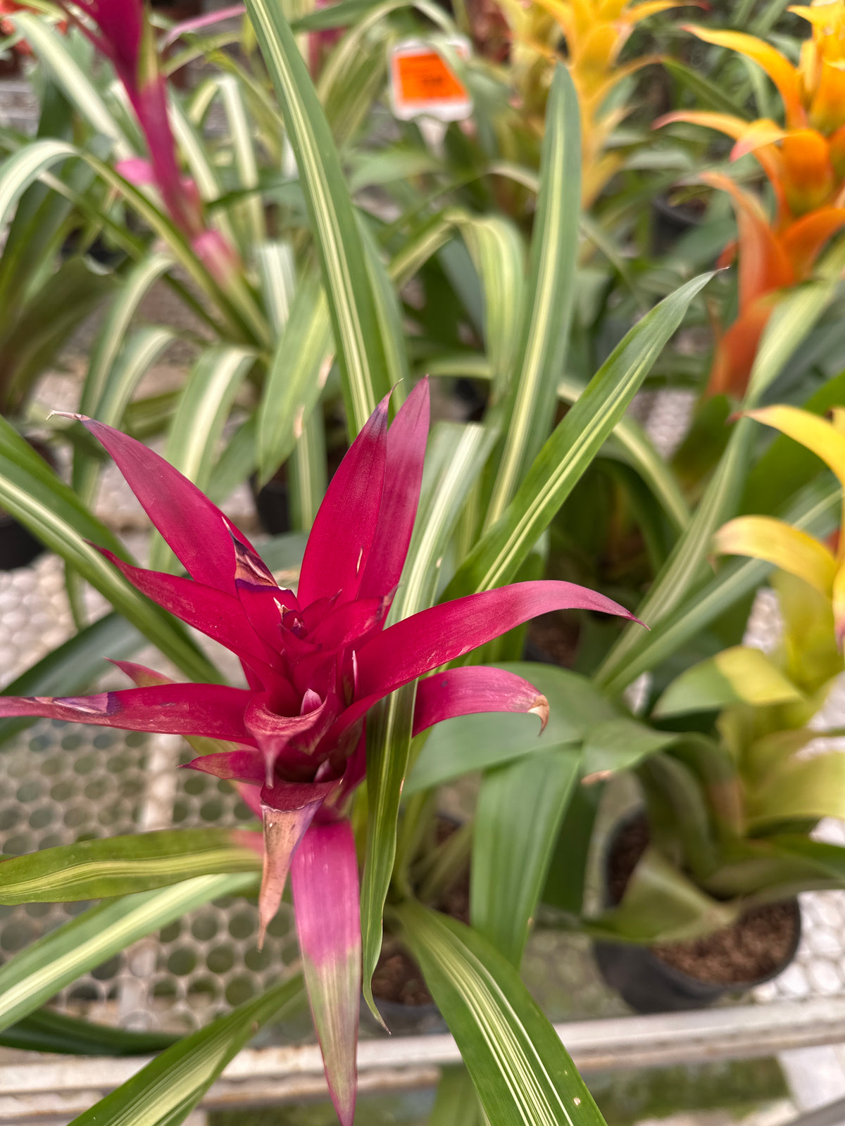 Bromélia guzmania ametista
