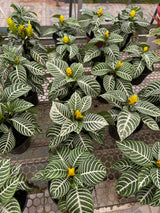 Aphelandra