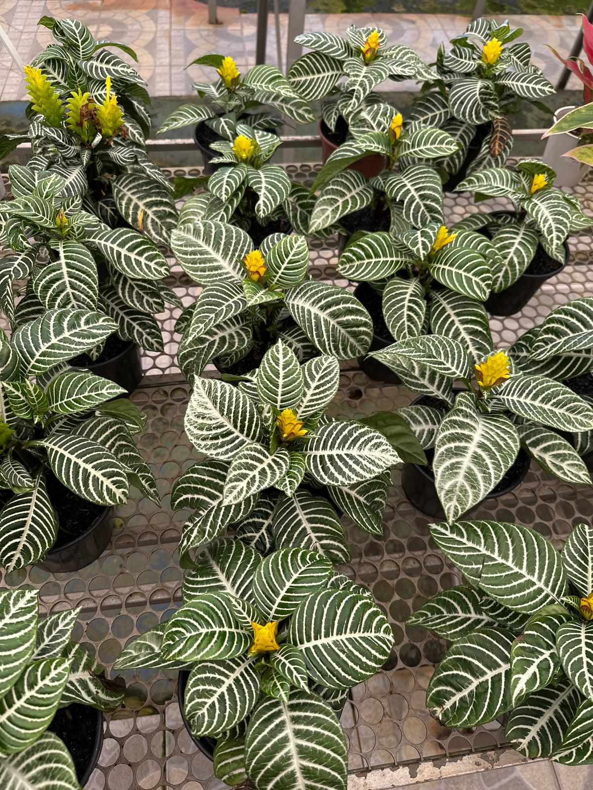 Aphelandra