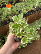 Hortelã variegato (saquinho)