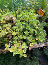 Boldo chileno (saquinho)
