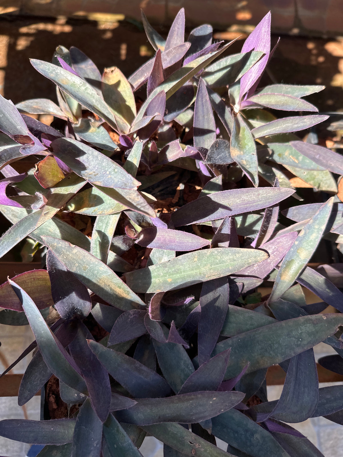 Trapoeraba Roxa (saquinho)