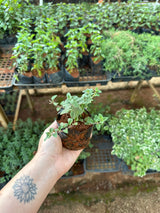Manjerona (saquinho)