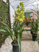 Orquídea Cymbidium