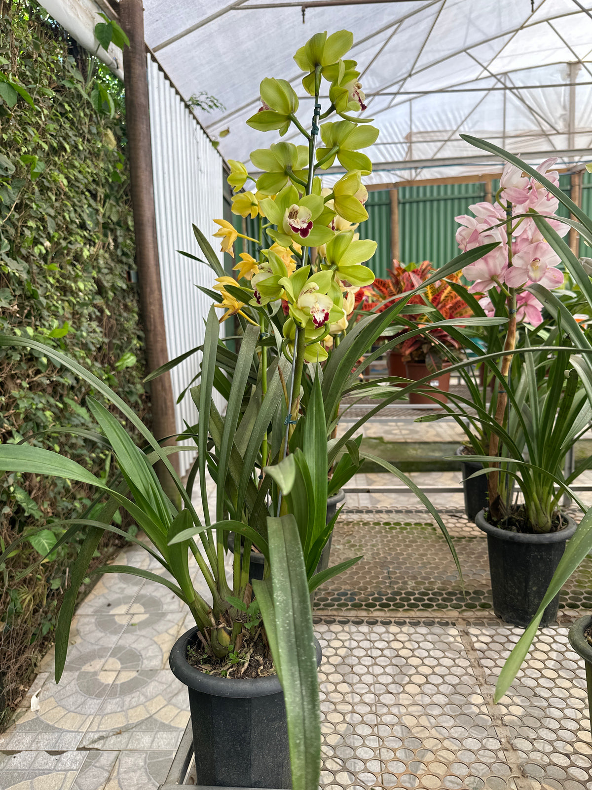 Orquídea Cymbidium