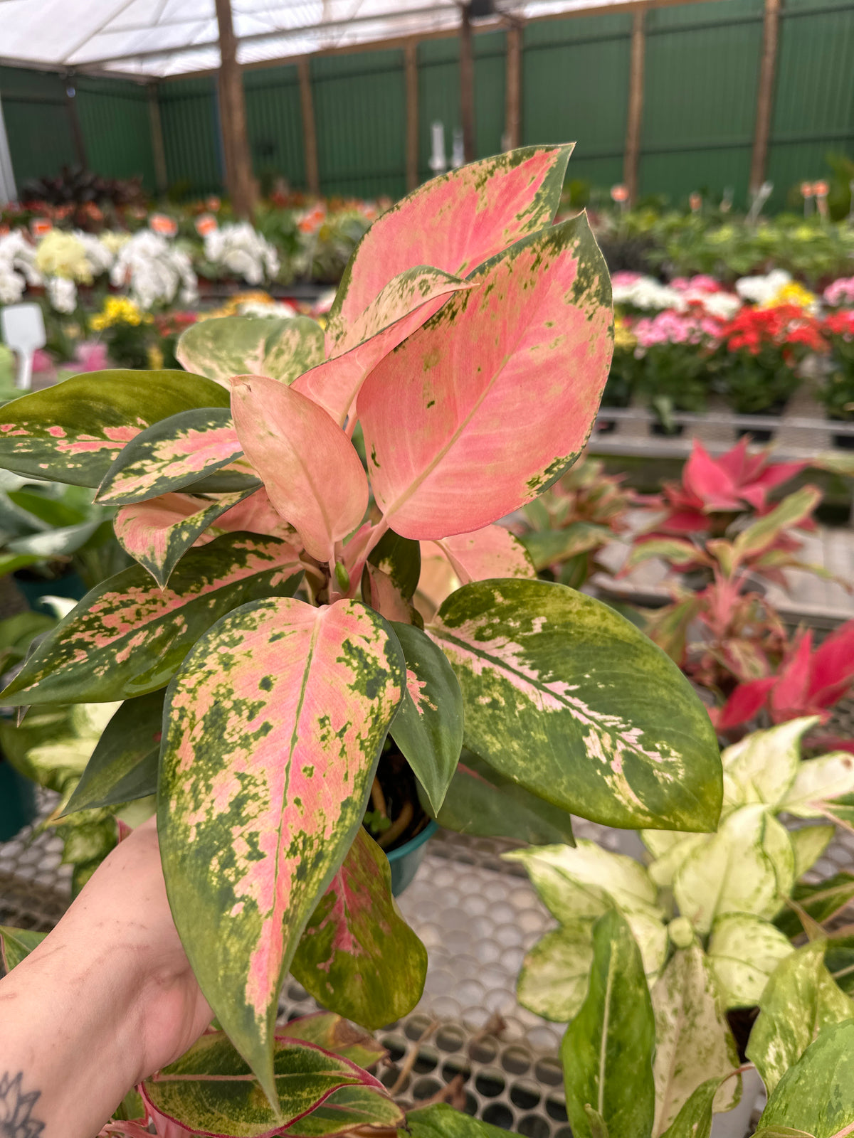 Aglaonema variada PT 12