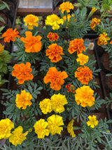 Tagete Comum/Pompom (saquinho)