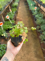 Salsa (saquinho)