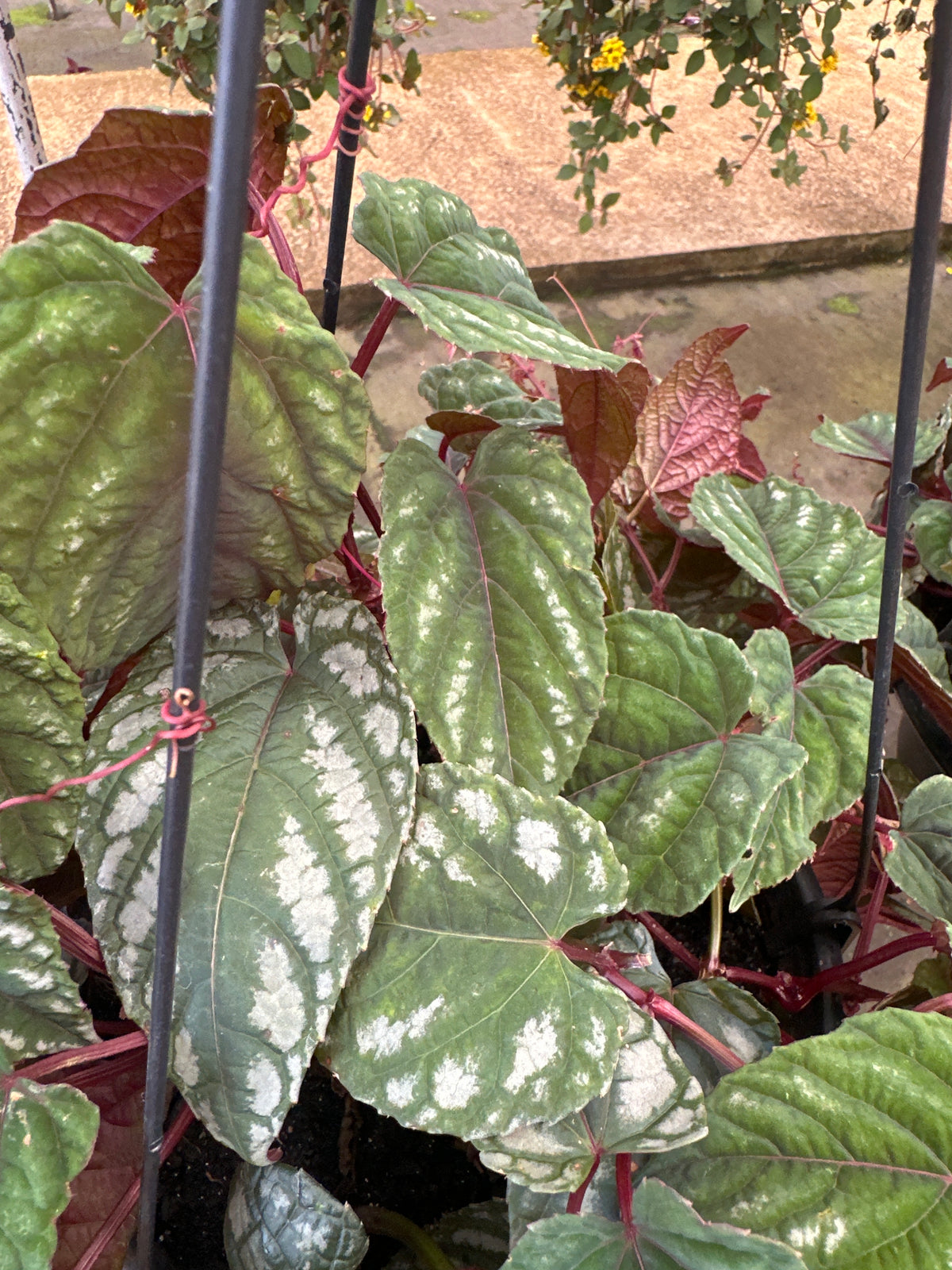 Cissus javana C 21
