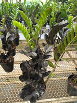 Zamioculcas Black PT 17