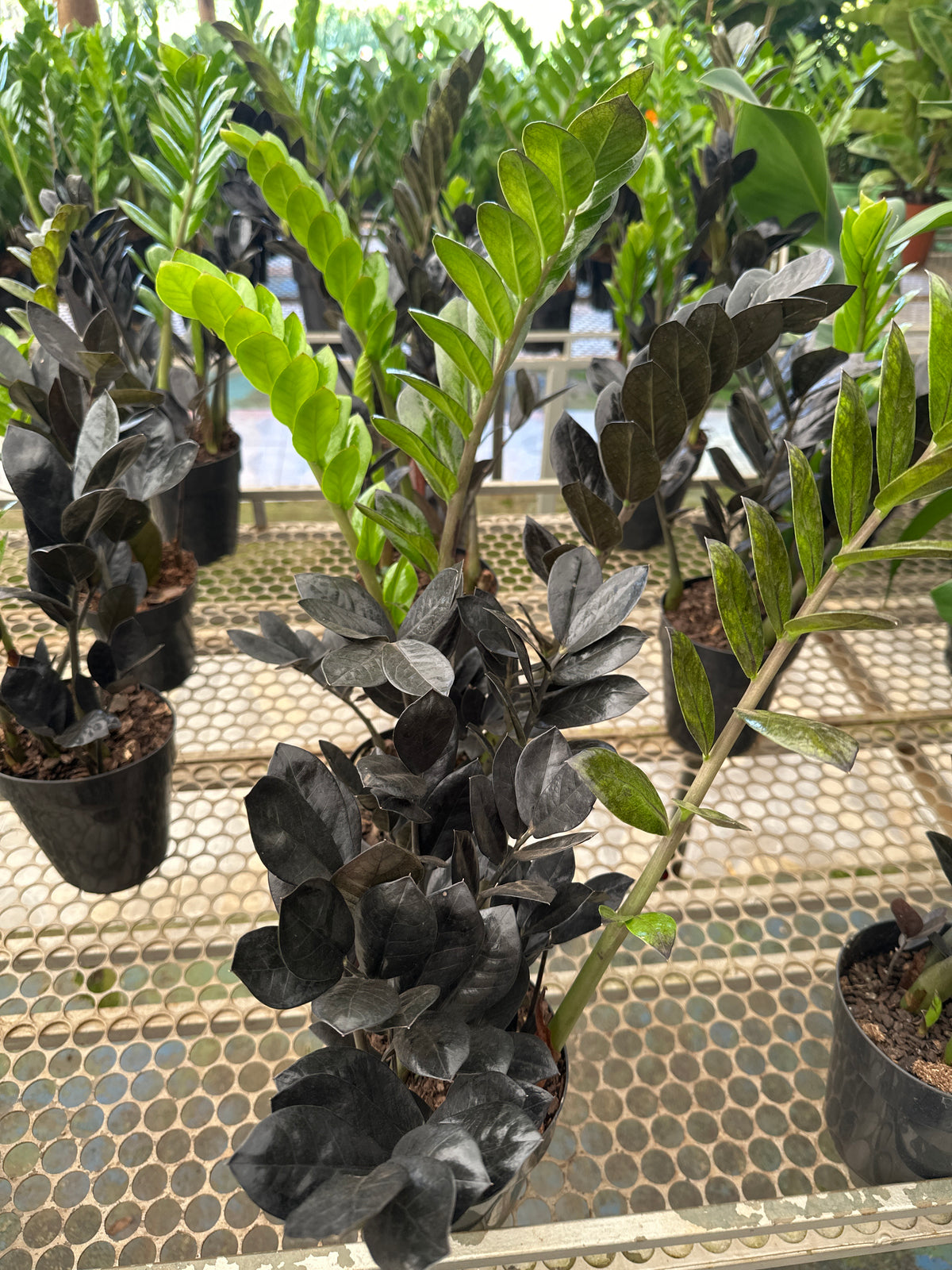 Zamioculcas Black PT 17