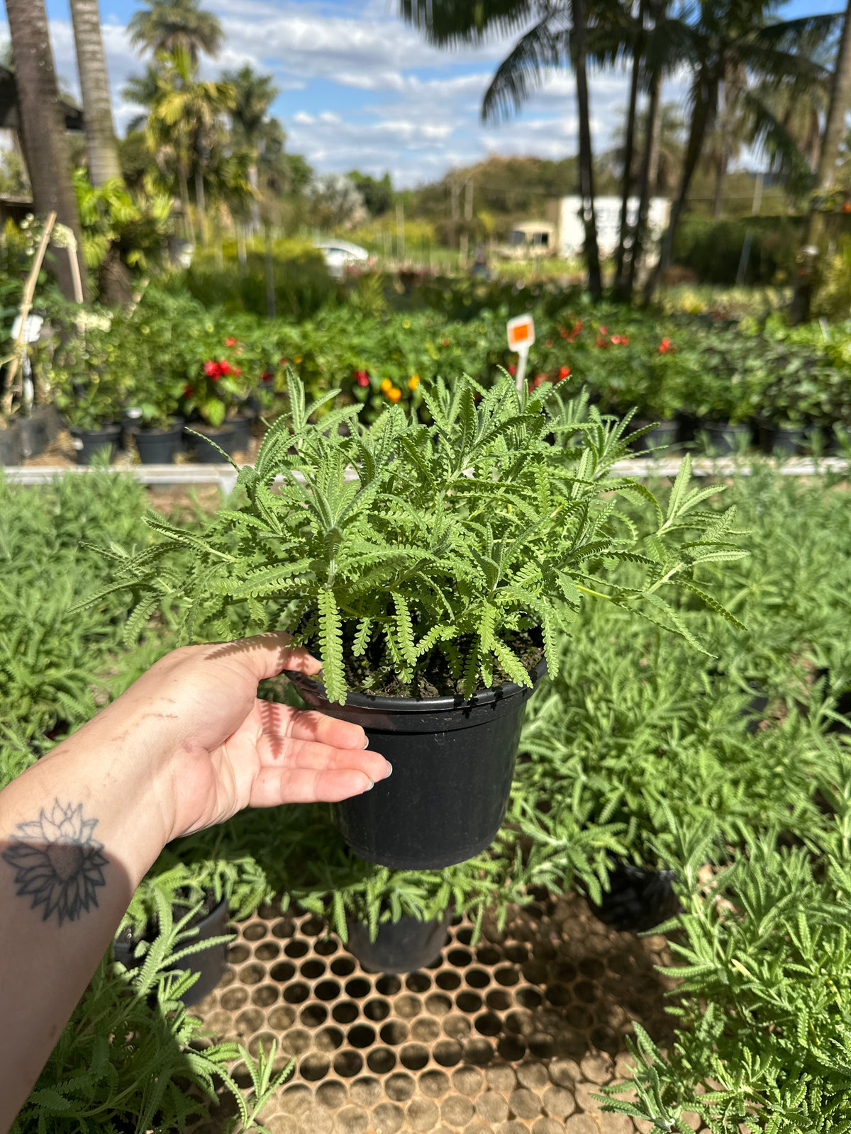 Lavanda PT 15